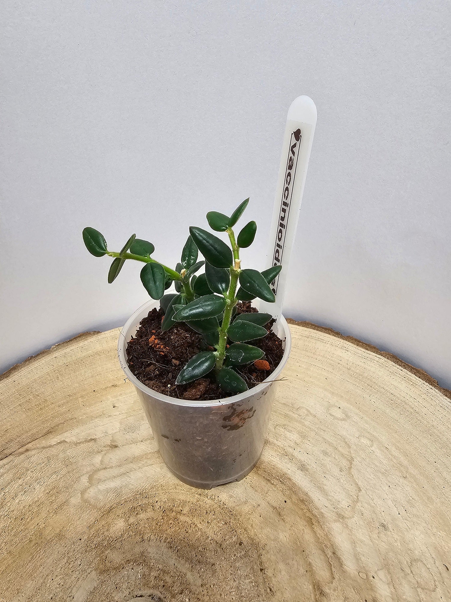 Hoya vaccinioides ex weebella