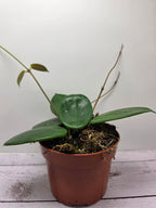 Hoya vangviengiensis