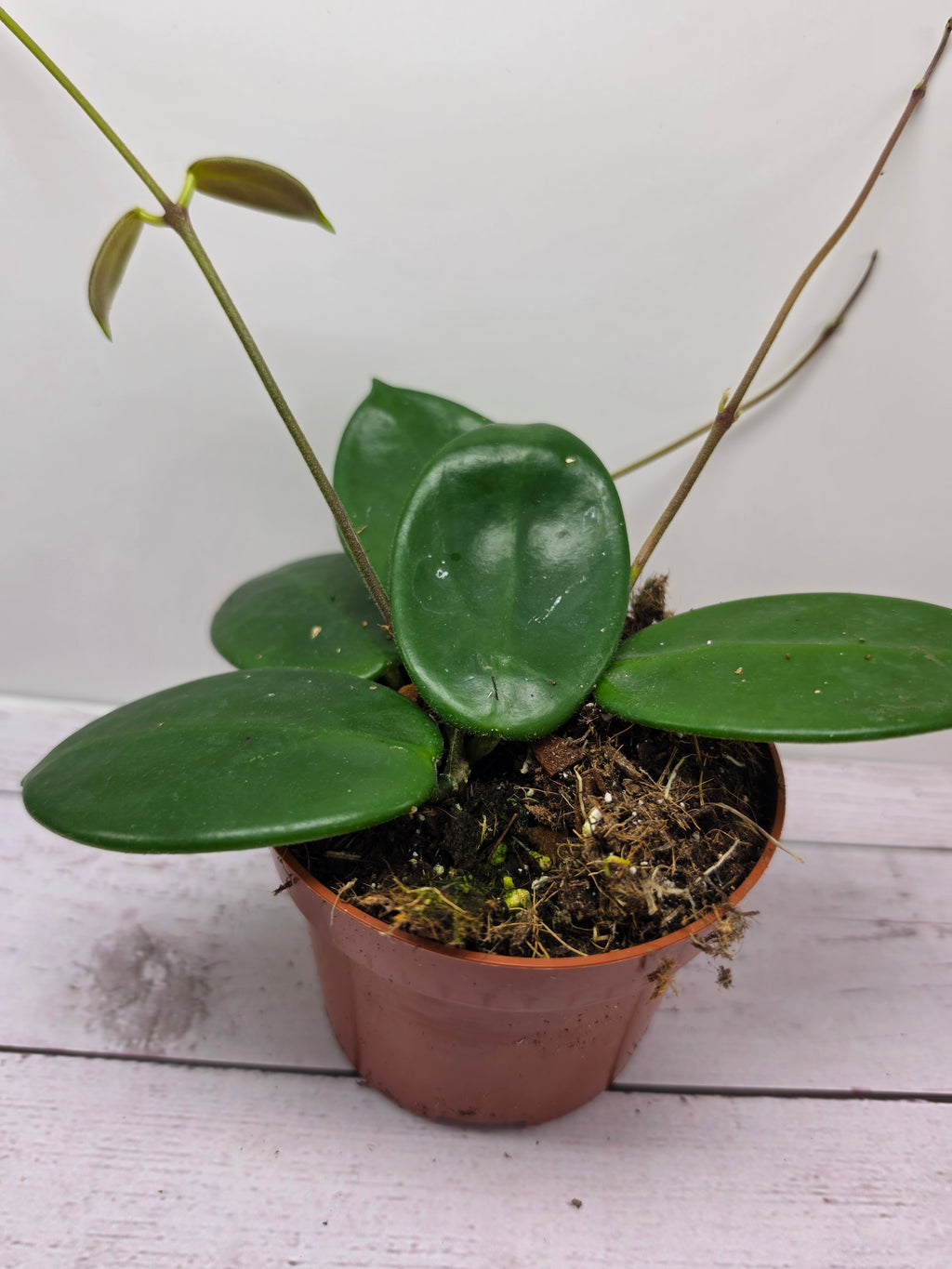 Hoya vangviengiensis