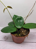 Hoya vangviengiensis