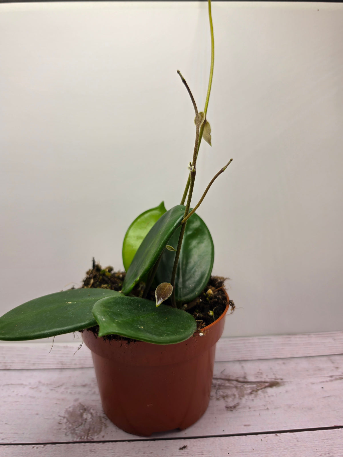 Hoya vangviengiensis