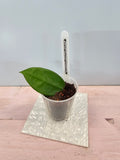 Hoya vangviengiensis