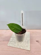 Hoya vangviengiensis
