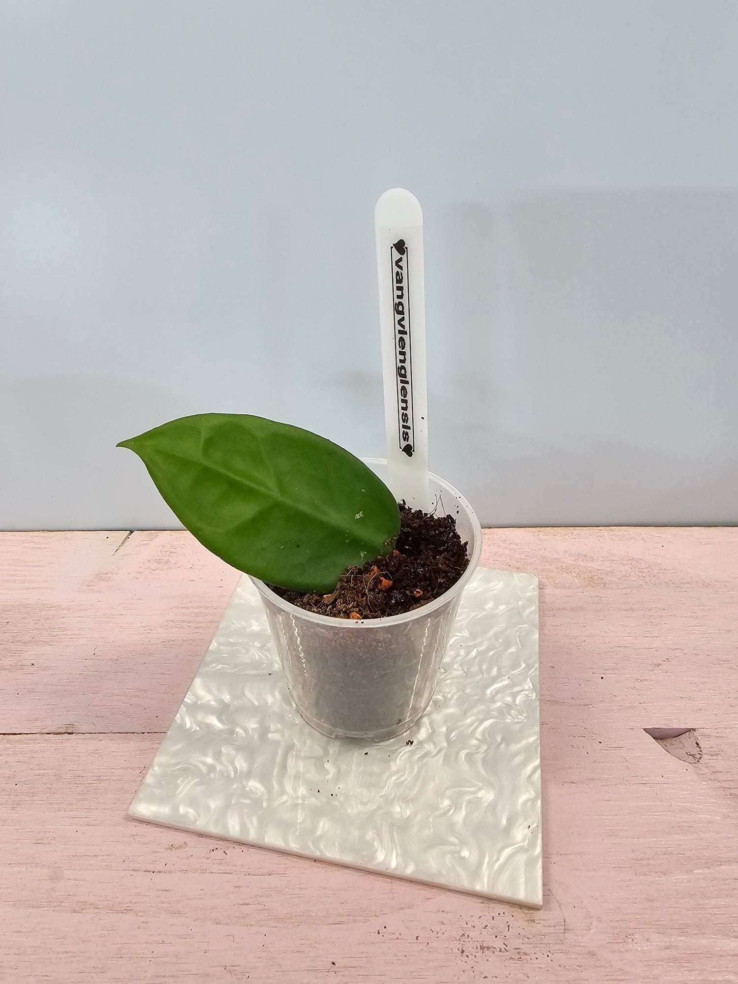 Hoya vangviengiensis