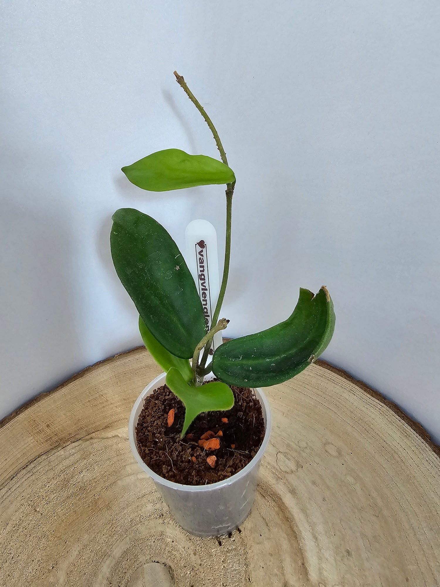 Hoya vangviengiensis