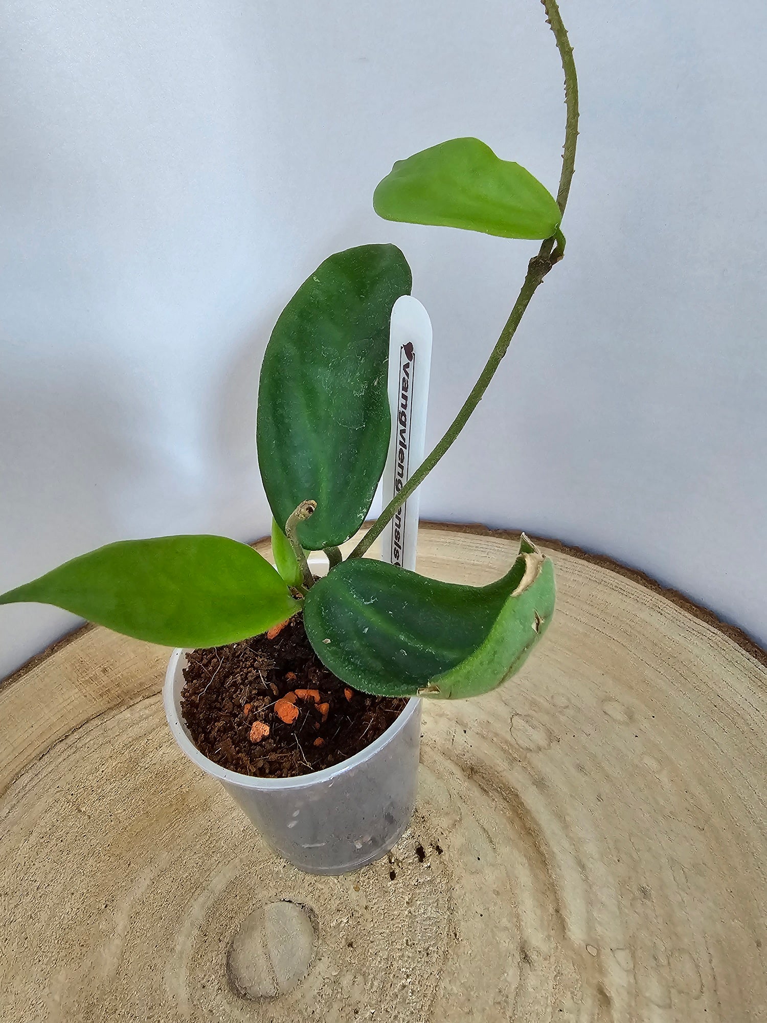 Hoya vangviengiensis