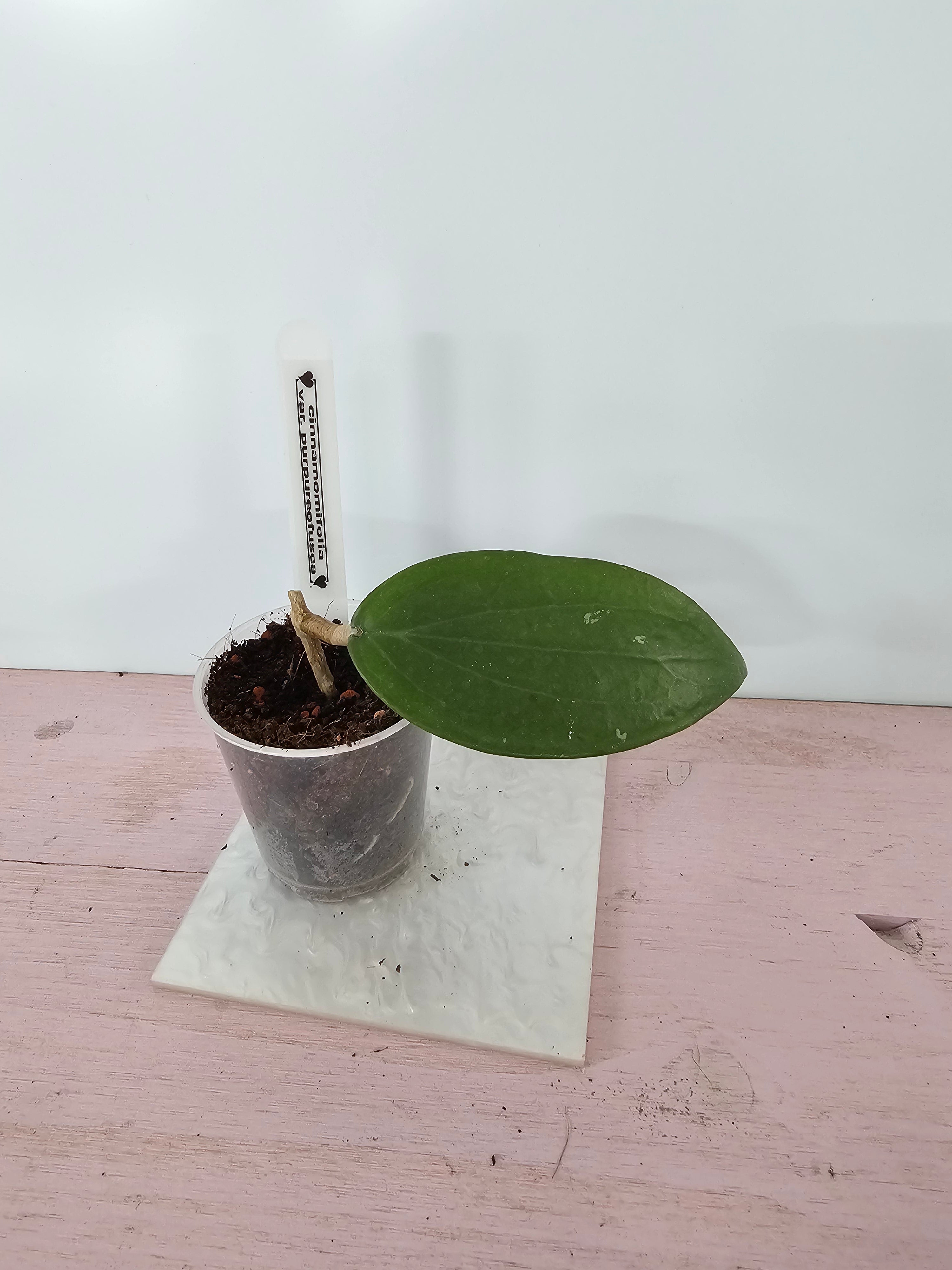 Hoya cinnamomifolia var. purpureofusca