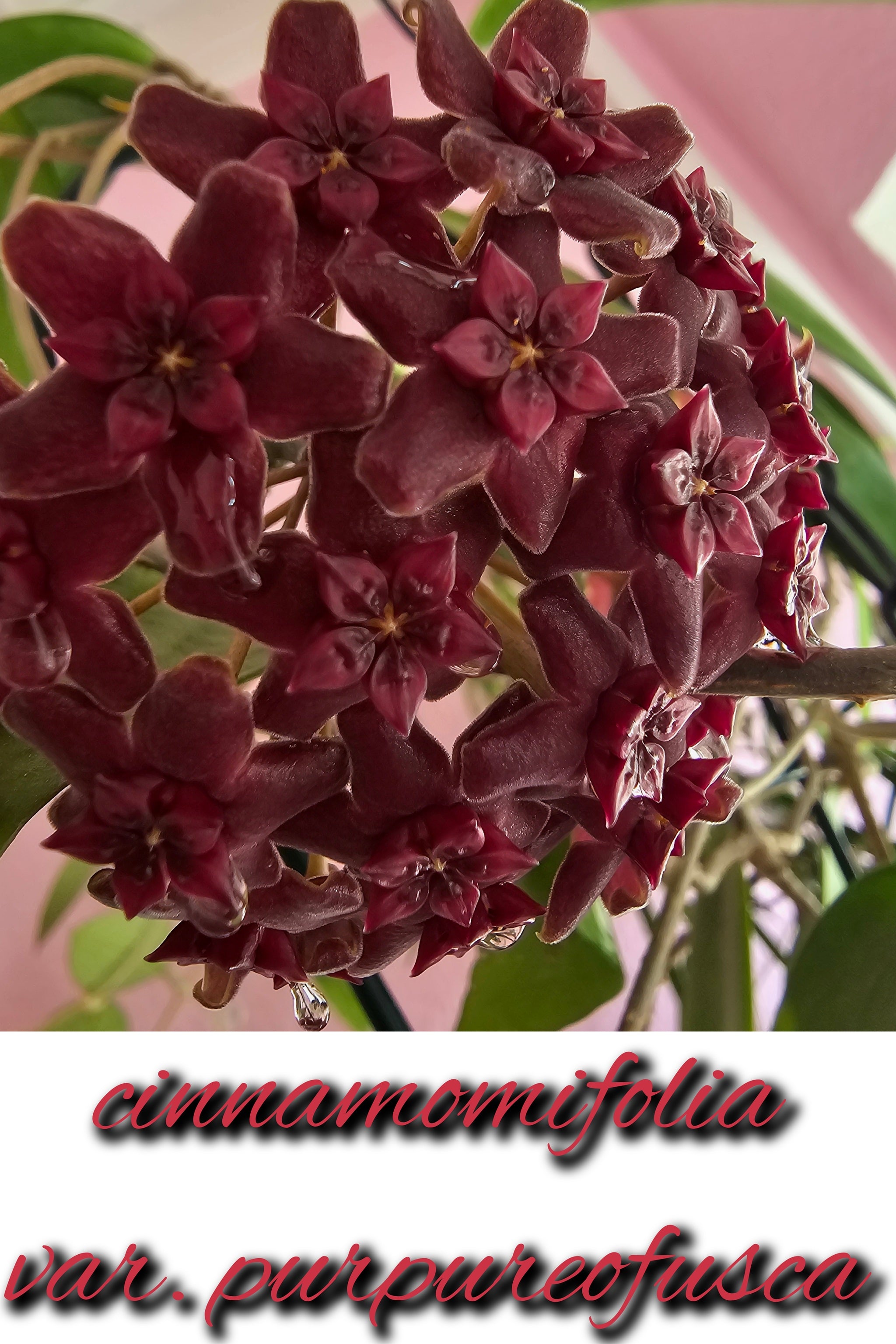 Hoya cinnamomifolia var. purpureofusca