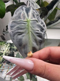 Alocasia venom Rhizom