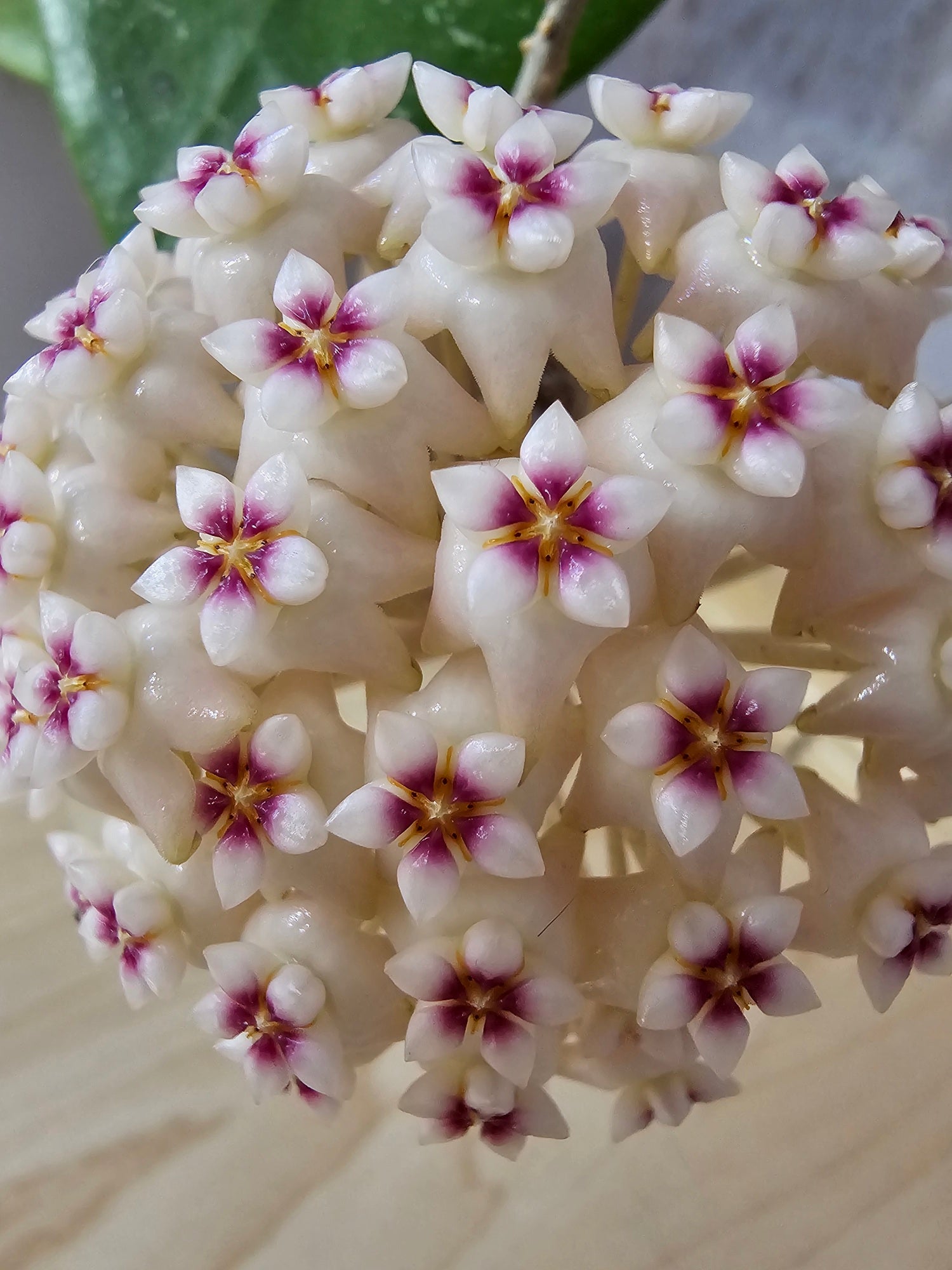 Hoya verticillata splash
