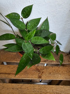 Hoya verticillata black edge