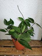 Hoya verticillata black edge