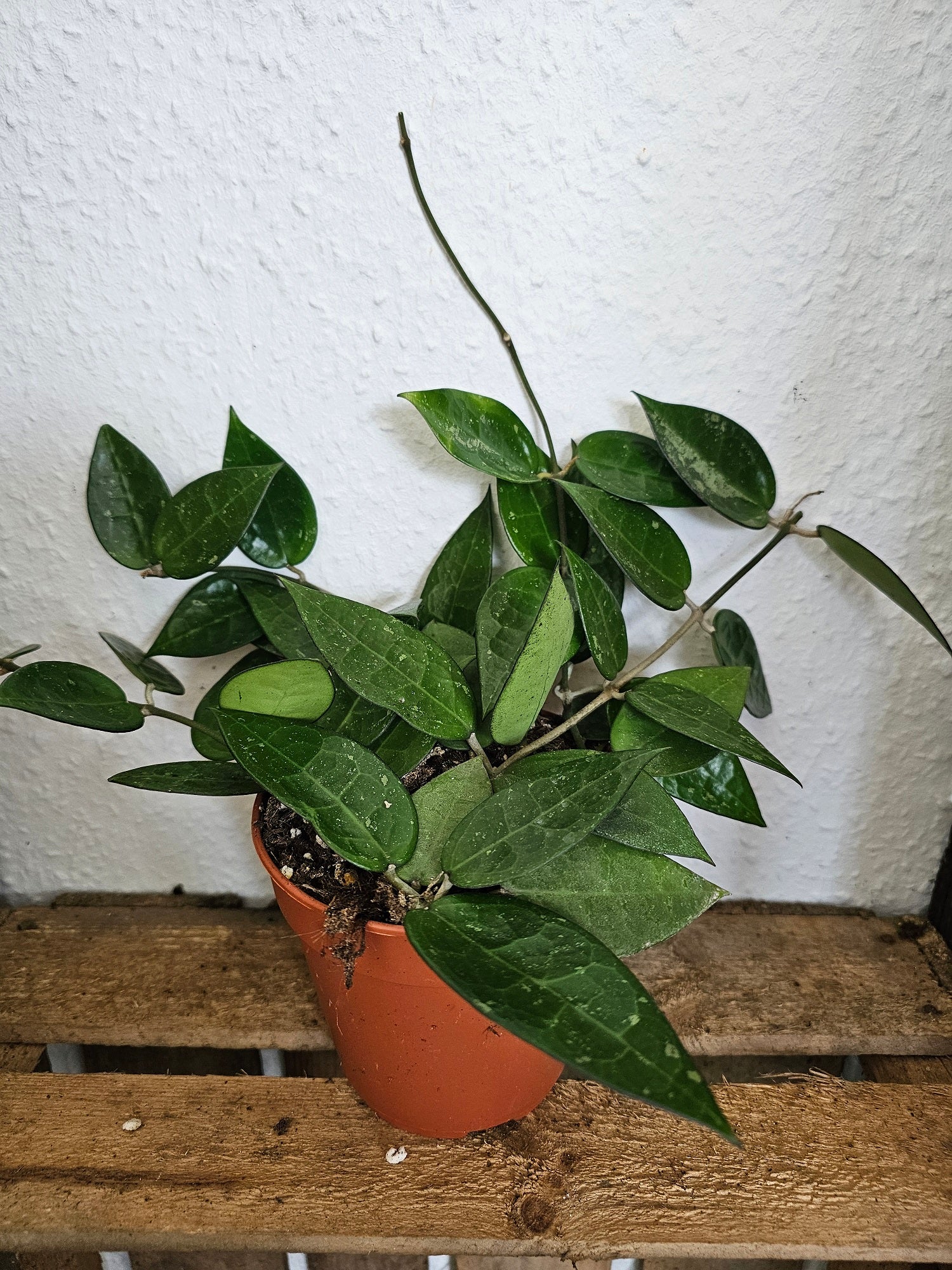 Hoya verticillata black edge