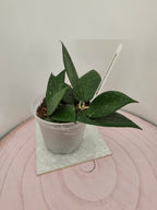 Hoya verticillata black edge