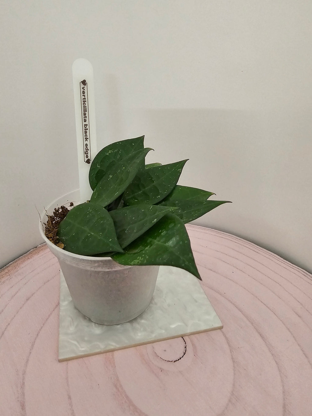 Hoya verticillata black edge