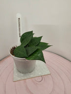 Hoya verticillata black edge