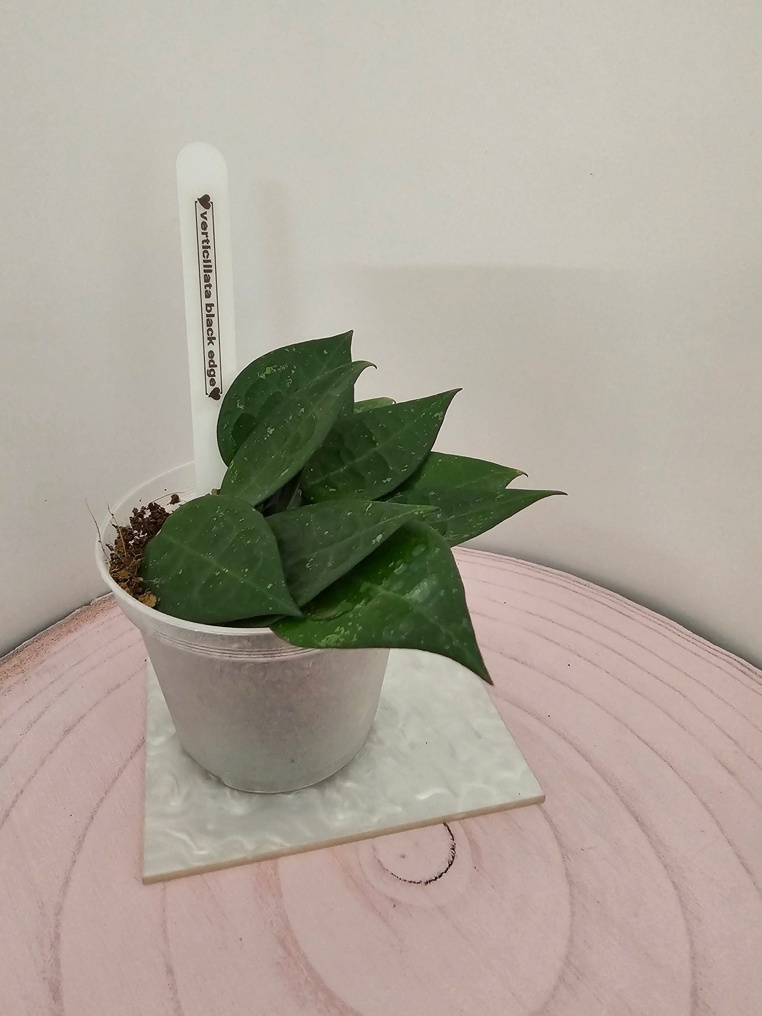 Hoya verticillata black edge