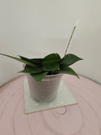 Hoya verticillata black edge