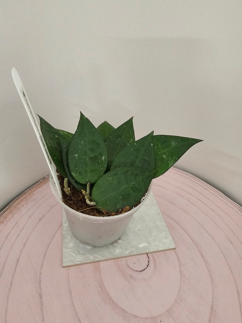 Hoya verticillata black edge