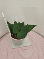 Hoya verticillata black edge