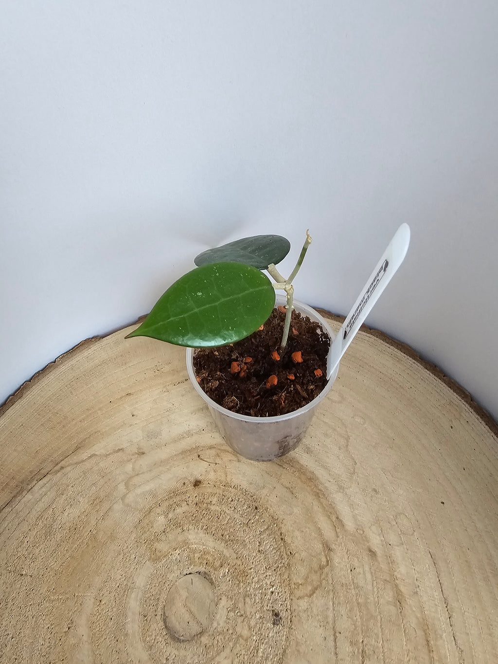 Hoya verticillata black edge