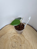 Hoya verticillata black edge