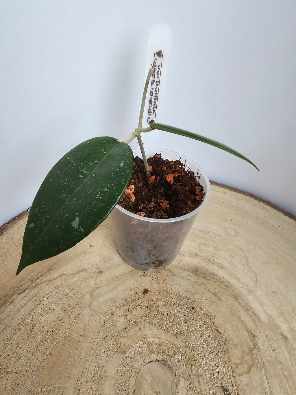 Hoya verticillata black edge