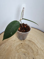 Hoya verticillata black edge