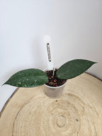 Hoya verticillata black edge