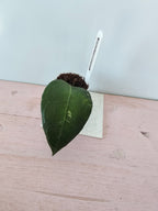 Hoya verticillata Lampung