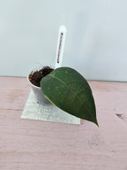 Hoya verticillata Lampung