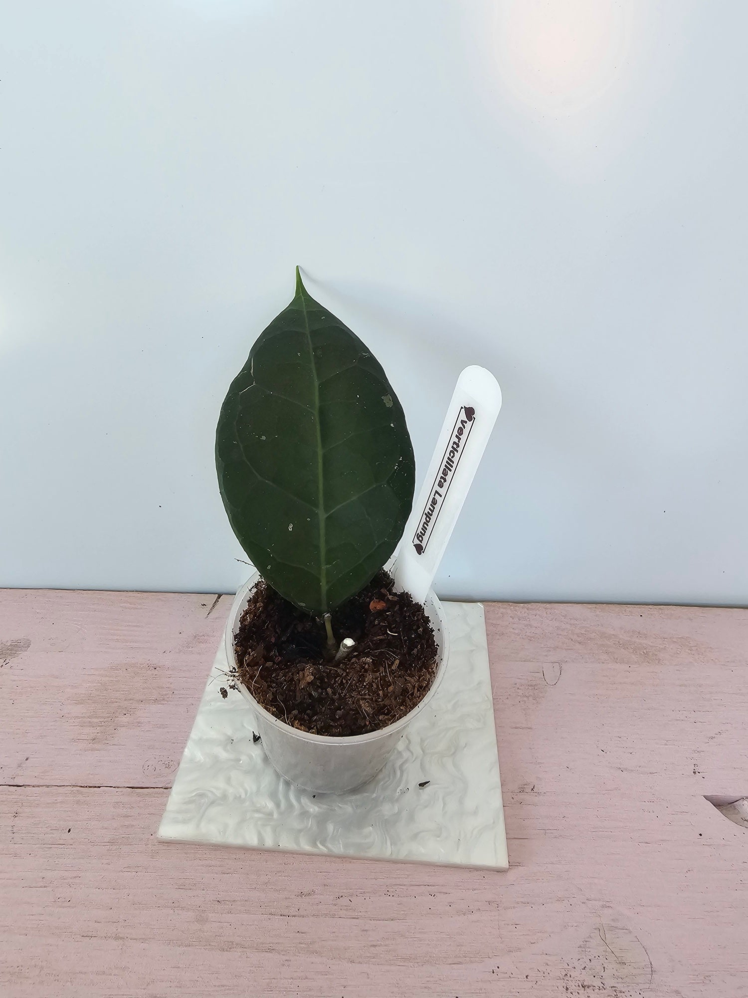 Hoya verticillata Lampung