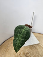 Hoya verticillata Tanggamus (Lampung)