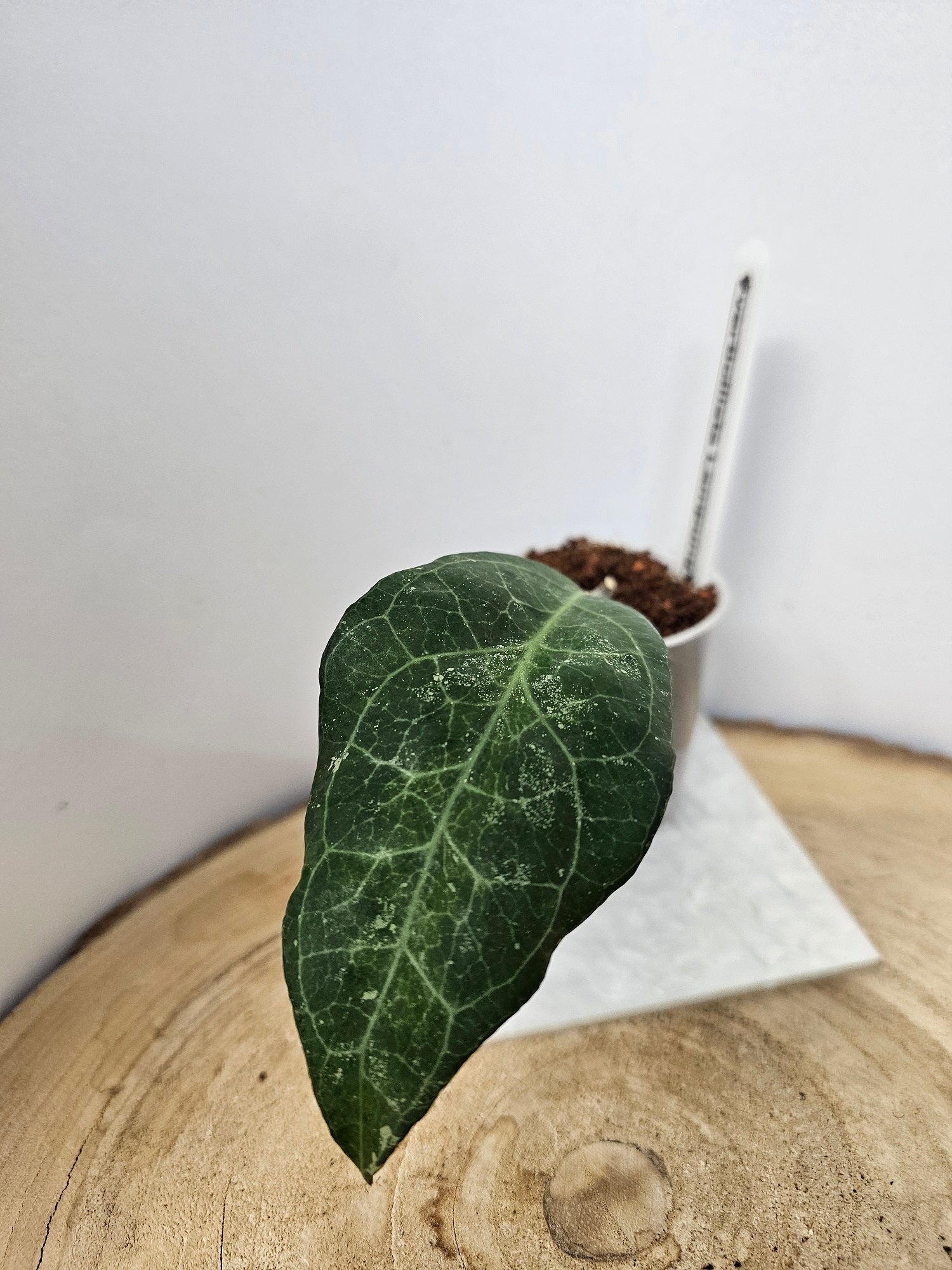 Hoya verticillata Tanggamus (Lampung)