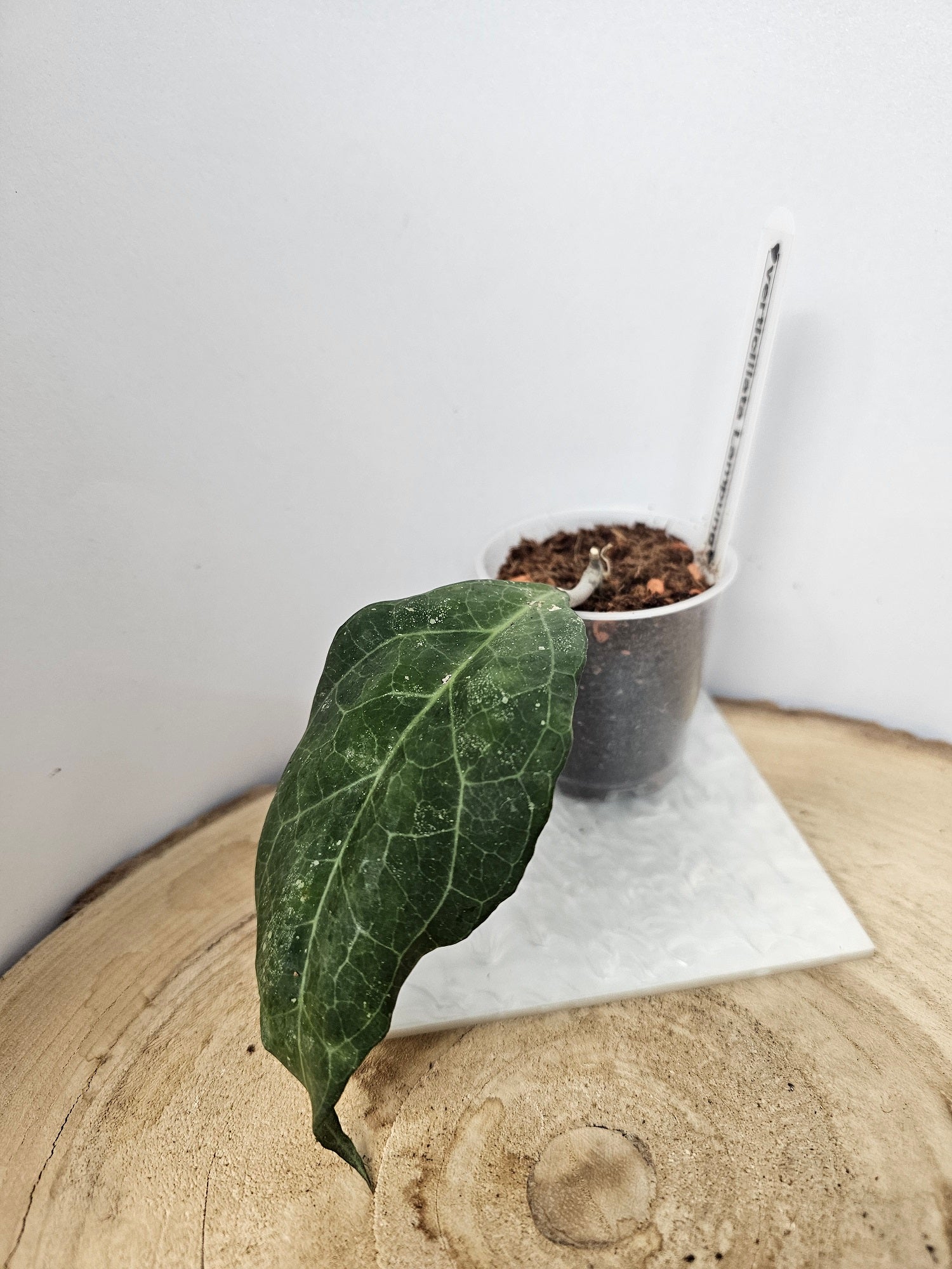 Hoya verticillata Tanggamus (Lampung)