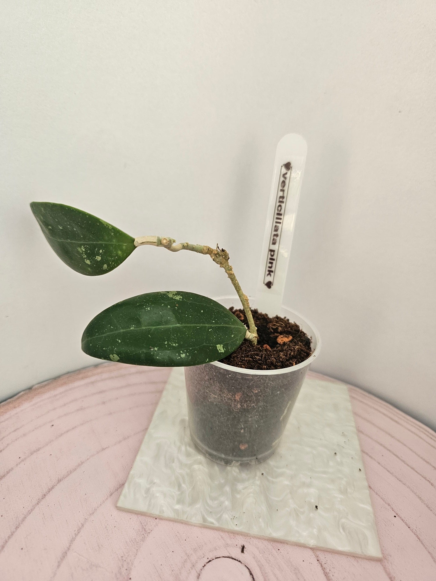 Hoya verticillata pink