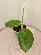 Hoya verticillata splash