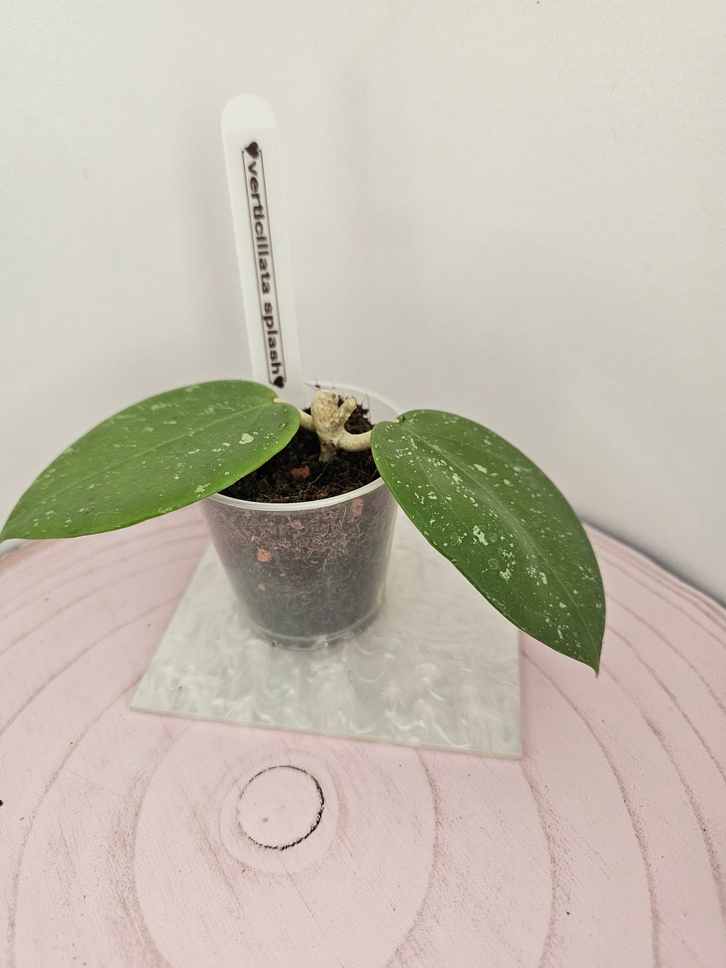 Hoya verticillata splash