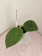 Hoya verticillata splash