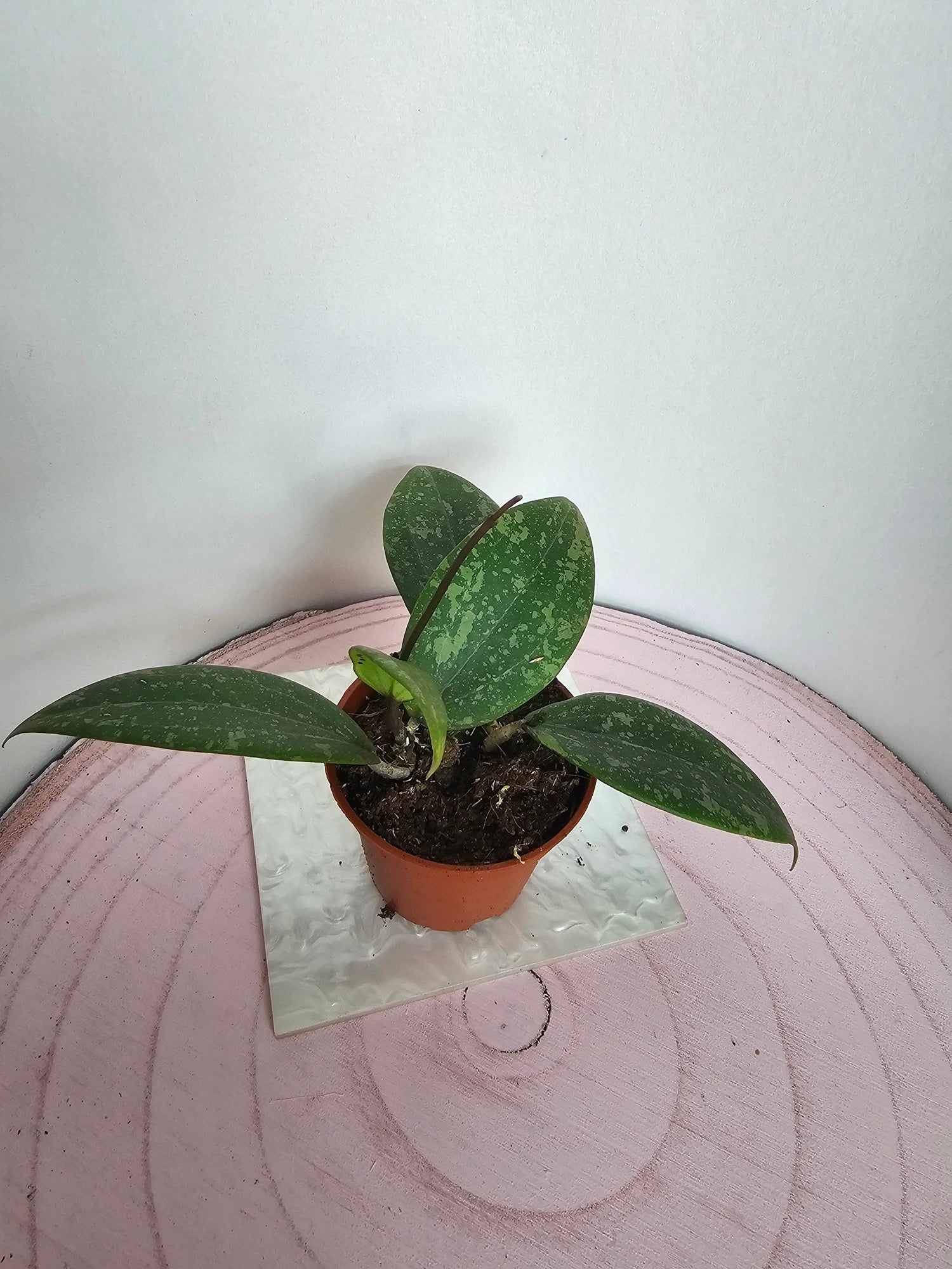 Hoya verticillata ' Wibergiae' pink splash