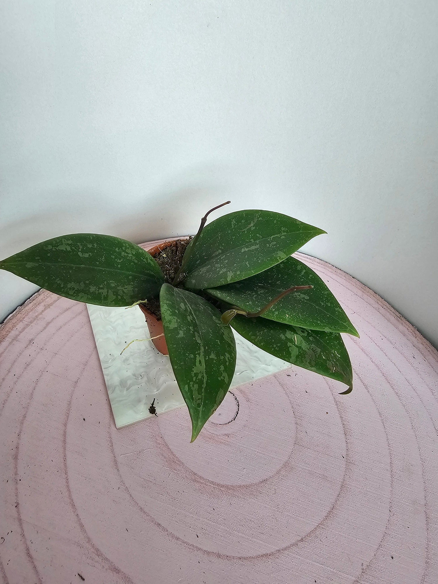 Hoya verticillata ' Wibergiae' pink splash
