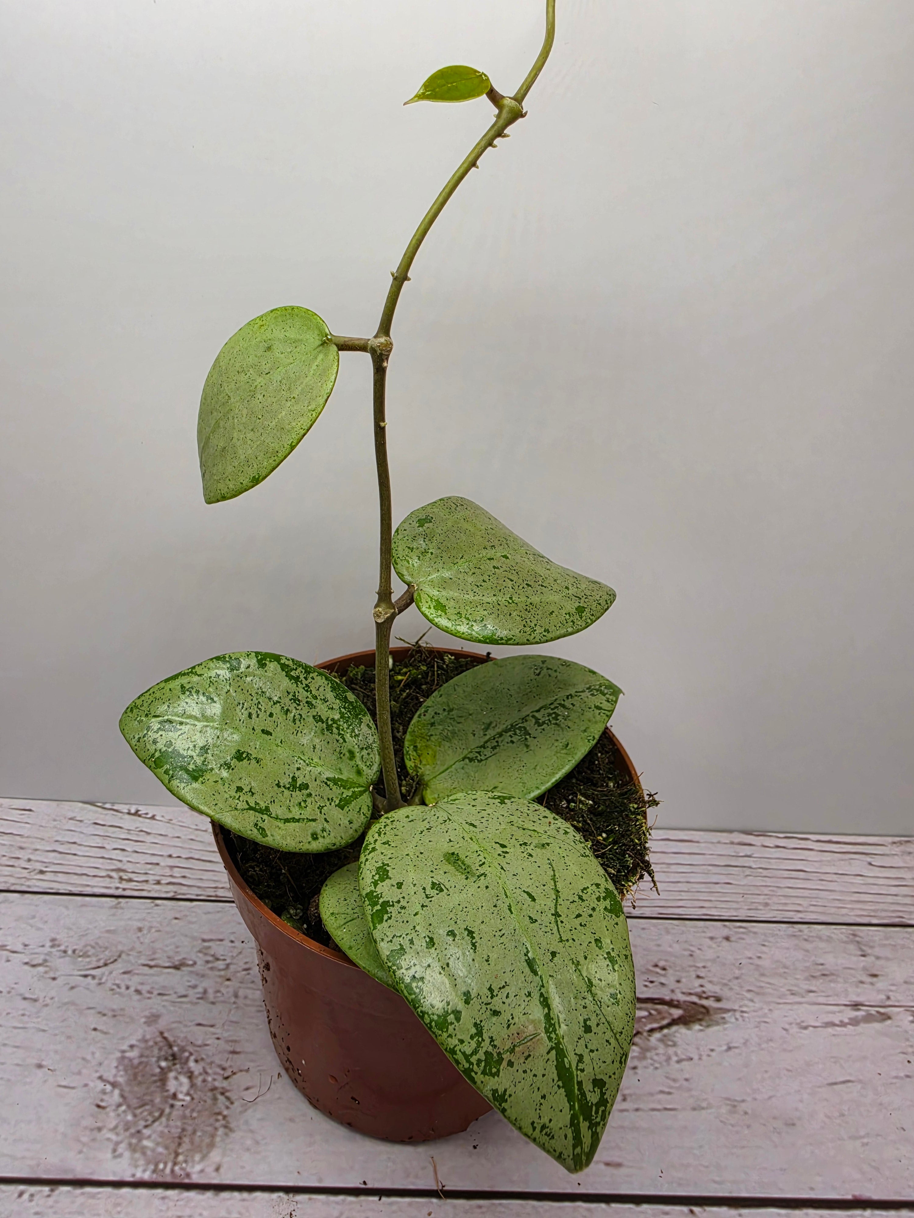 Hoya verticillata 'Silver Heart'