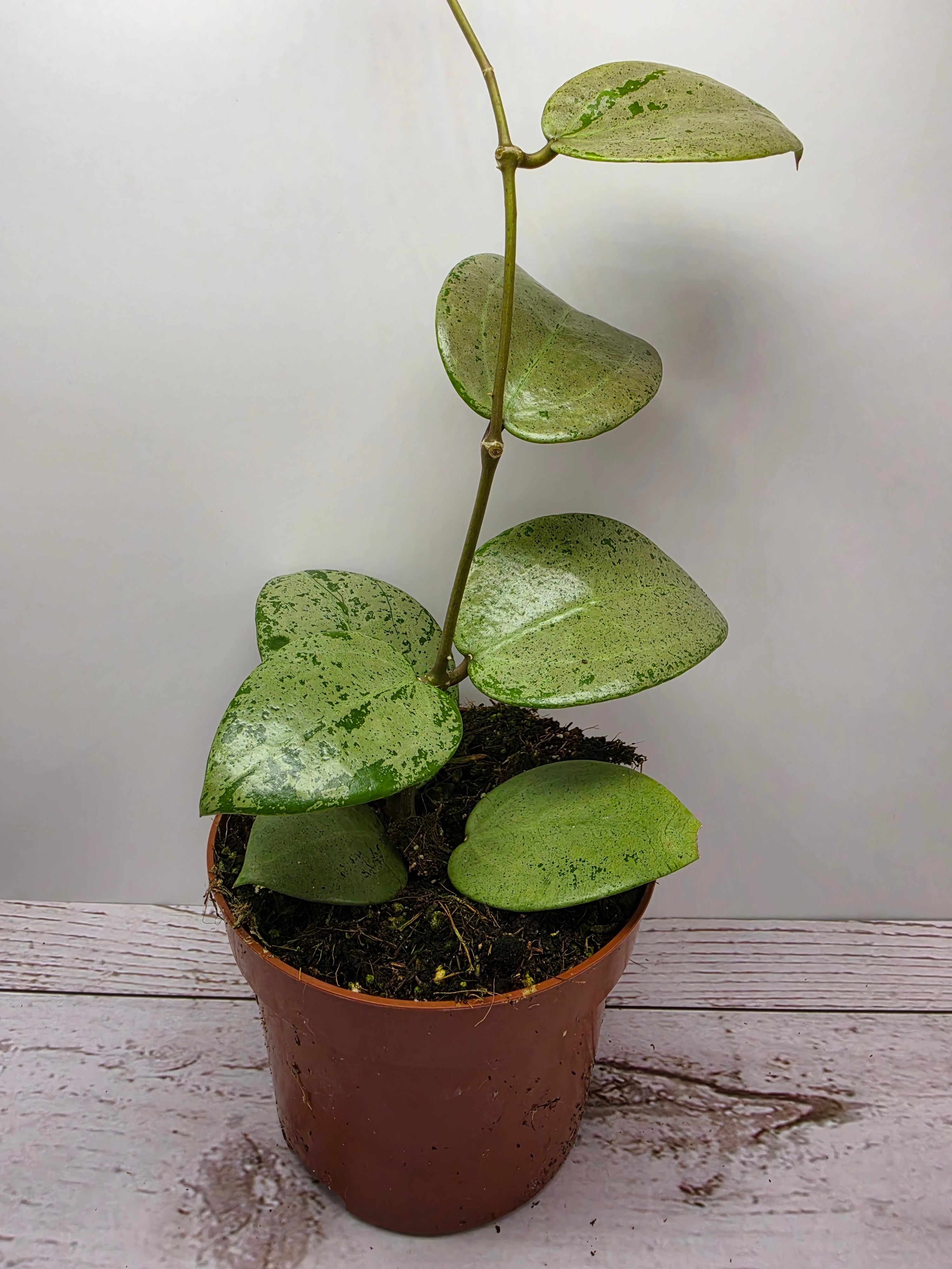 Hoya verticillata 'Silver Heart'