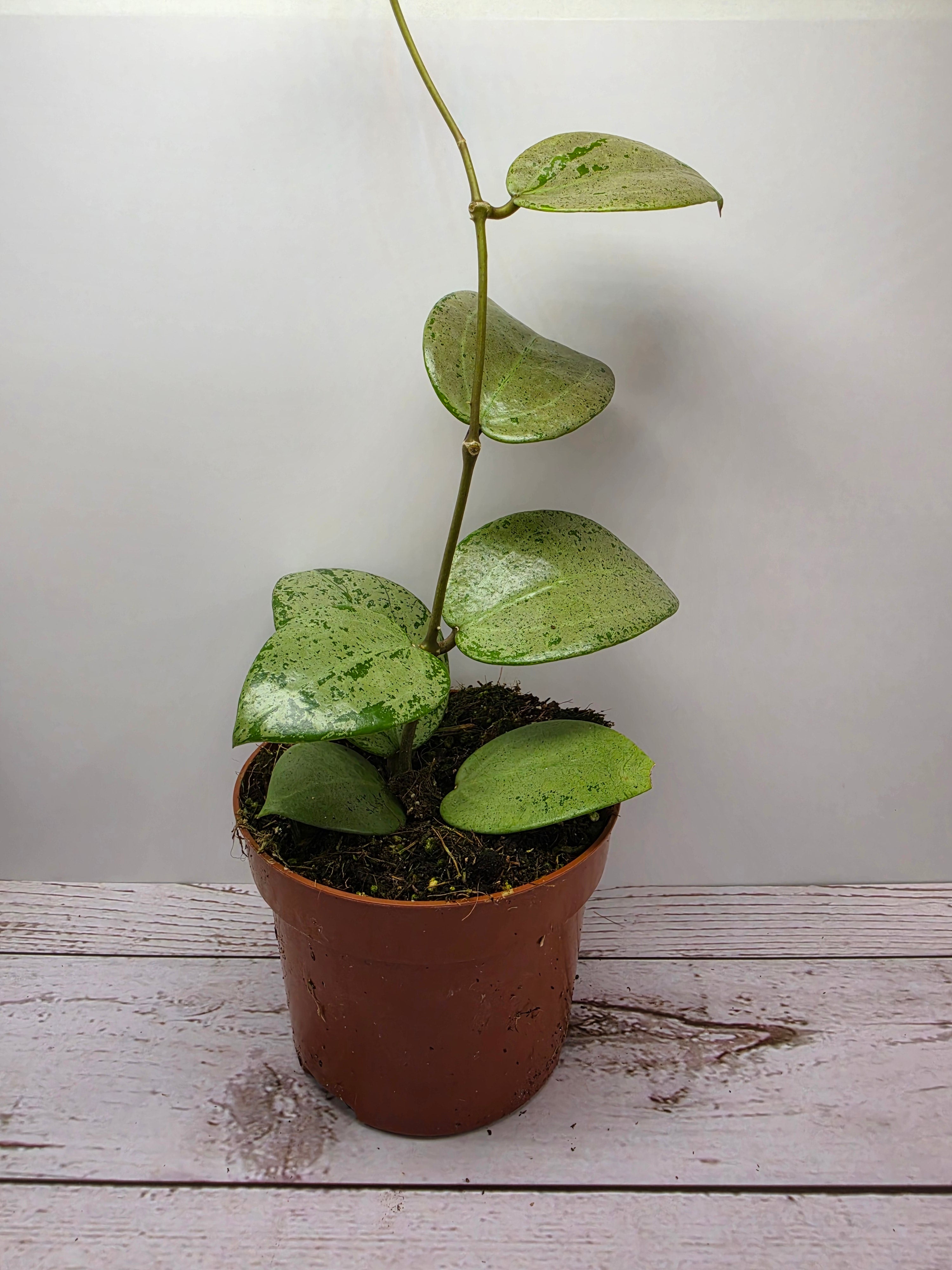 Hoya verticillata 'Silver Heart'