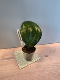 Hoya vitellina