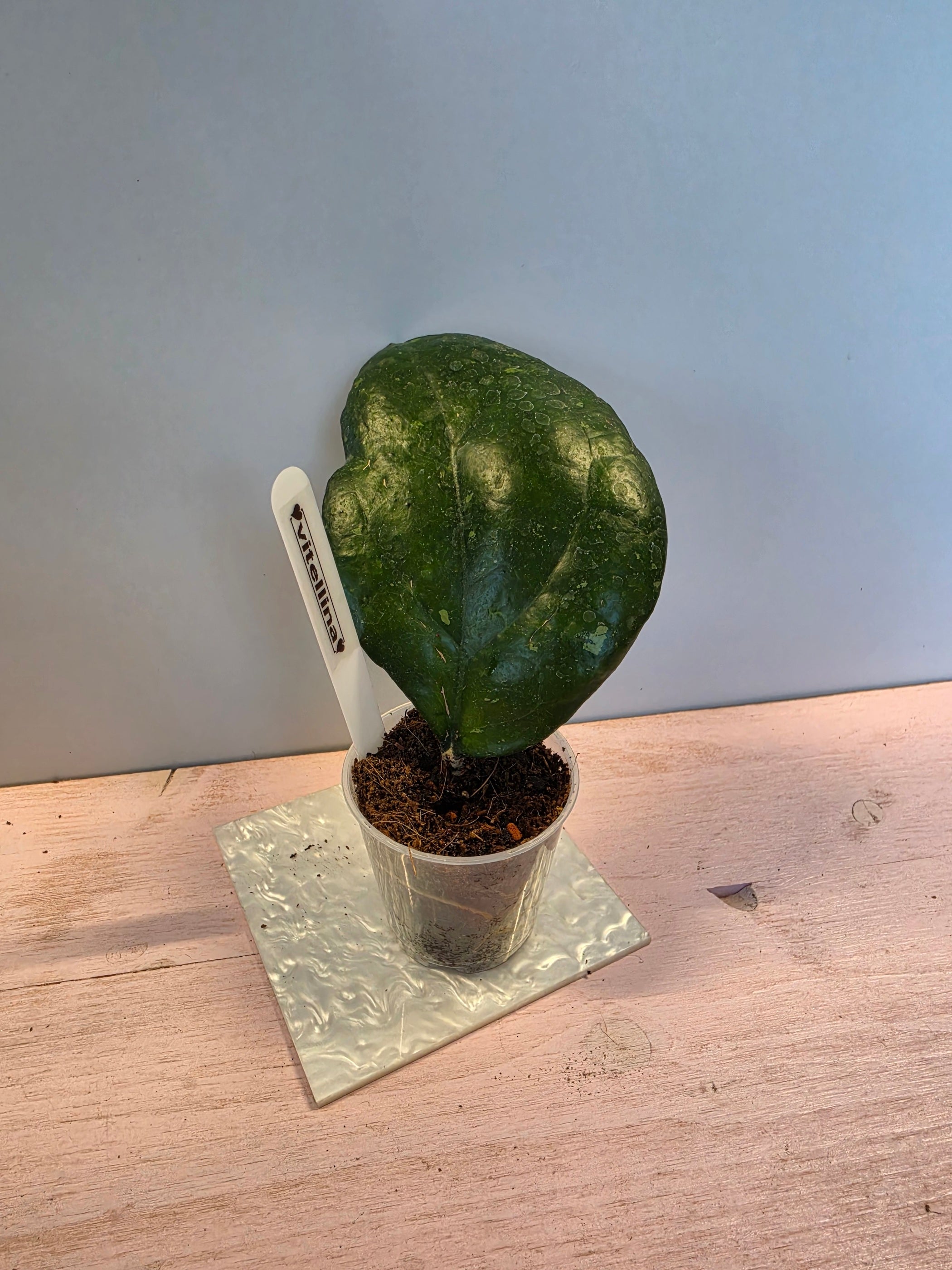 Hoya vitellina