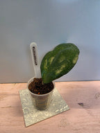 Hoya vitellina