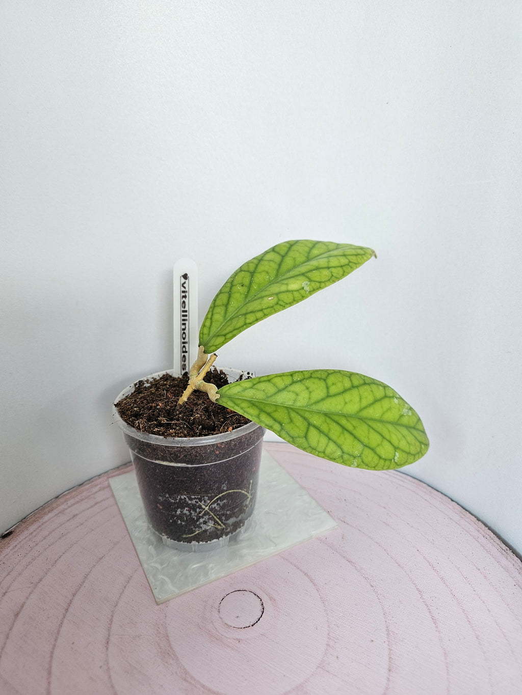 Hoya vitellinoides