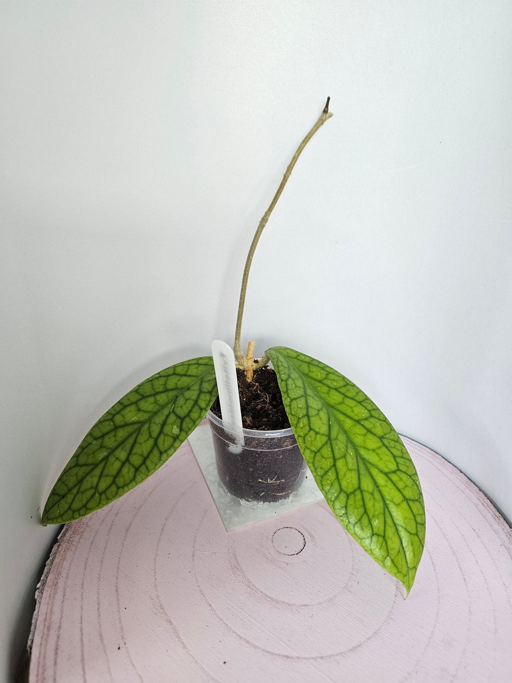 Hoya vitellinoides