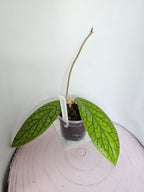 Hoya vitellinoides